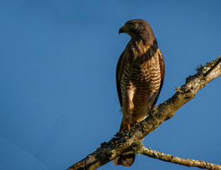 hawk on a tree in a blue sky
