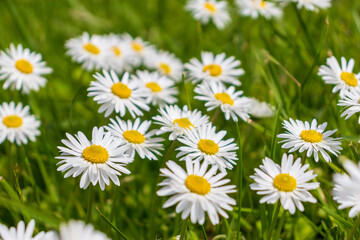 Fototapeta na wymiar white and pink daisies in a green meadow close-up