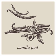 Vanilla flowers and beans set. Hand drawn sketch style vanilla aroma pods. Culinary and aroma needs drawings. Vector illustrations.