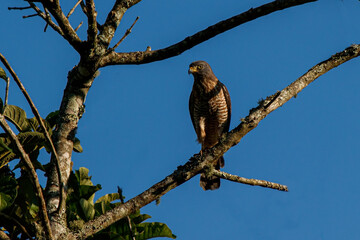 hawk on a tree in a blue sky