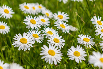 white and pink daisies in a green meadow close-up