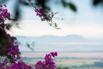 Purple bougainvillea flowers around the frame on selective focus and a natural background with hills and trees in the open field, horizontal image with copy space - obrazy, fototapety, plakaty