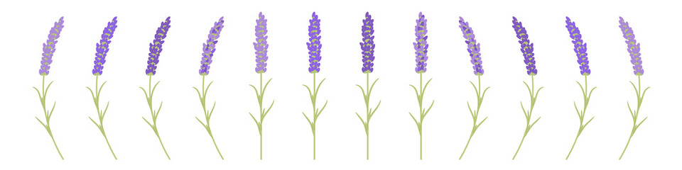 Obraz premium lavender branches for postcard decoration