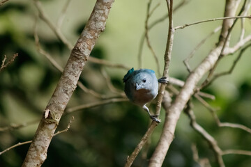 bird on a branch