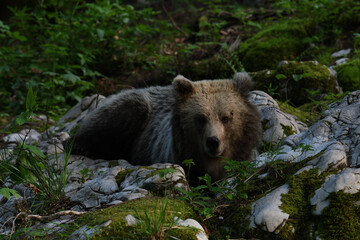 Frei lebender slovenischer Braunbär im Wald