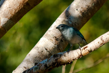 white and blue bird