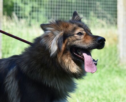 1 652 Best Berger Allemand Images Stock Photos Vectors Adobe Stock