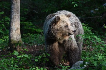 Obraz premium Frei lebender slovenischer Braunbär im Wald