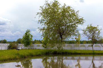 Summer green rural pond landscape