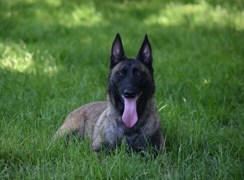 1 652 Best Berger Allemand Images Stock Photos Vectors Adobe Stock