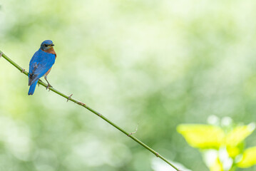 Eastern bluebird perched on branch with blurred background with space for text