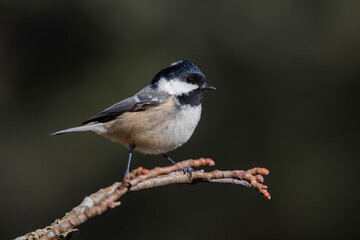 Selective focus of a Coal tit (Periparus ater) perched on a branch against an out of focus background.