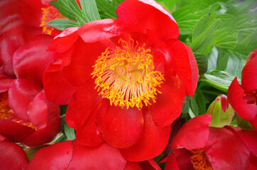 Naklejka premium Red Wild peonies ,flower of the wild growing Paeonia tenuifolia,.macro, selective focus.