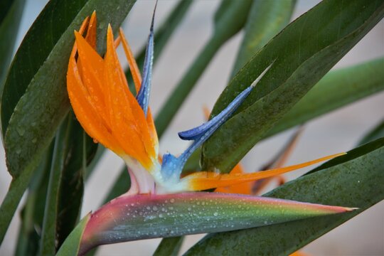 Close-up of a Strelitzia reginae, known by the common names Strelitz or bird of paradise, is a species of herbaceous plant.
