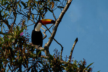 toucan in a tree
