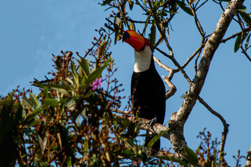 toucan in a tree