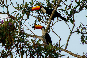 toucan couple in a tree