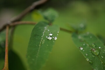 Little raindrops on a leaf