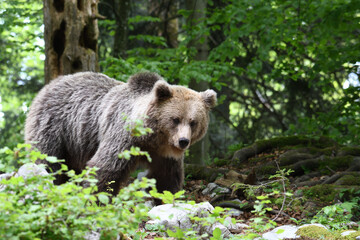Fototapeta na wymiar Frei lebender slovenischer Braunbär im Wald