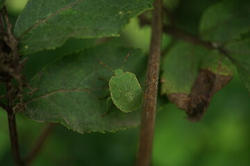 Green bug hiding in the foliage