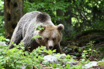 Frei lebender Slovenischer Braunbär im Wald