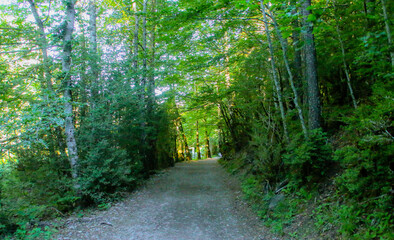 Sendero en el parque nacional de Ordesa. Sendero junto al río Arazas que discurre bajo el denso follaje de los árboles en verano. Huesca, España.