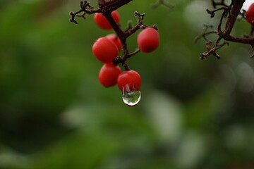 Red berries in the rain