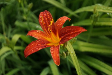 Obraz premium Beautiful red lily in the rain
