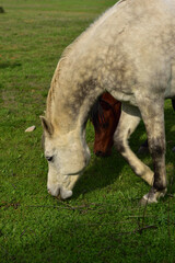 A Dapple-grey and a rusty brown horse grazing in the field