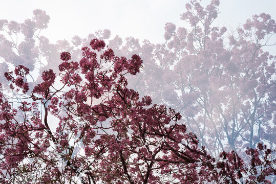 Double exposure of a tree full of pink flowers in bloom made of two photos and merged on camera. Abstract nature concept for calendars or book cover design. Horizontal image with space for text.