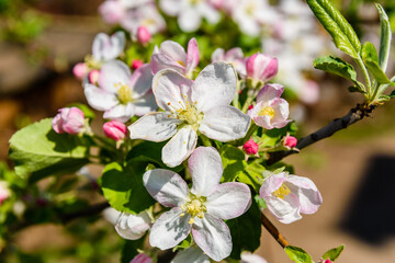 Obraz na płótnie Canvas Blossoming branches of the apple tree on spring