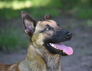 Malinois Berger Allemand