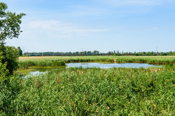 View on small lake at summer