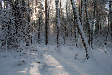 forest in winter