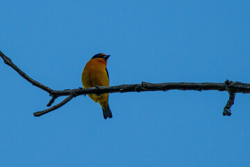 bird in a blue sky