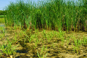 Obraz premium Bulrush plants growing in the small lake
