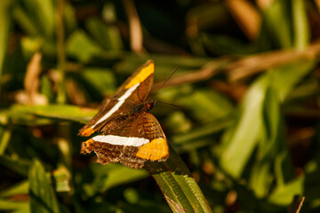 butterfly on a leaf