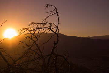 Puesta de sol en la montaña, silueta de las ramas de un árbol caído, cielo anaranjado 