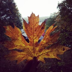 amazing shot of a fallen leaf in fall on Mt.Hood, Oregon