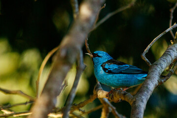blue bird on a branch