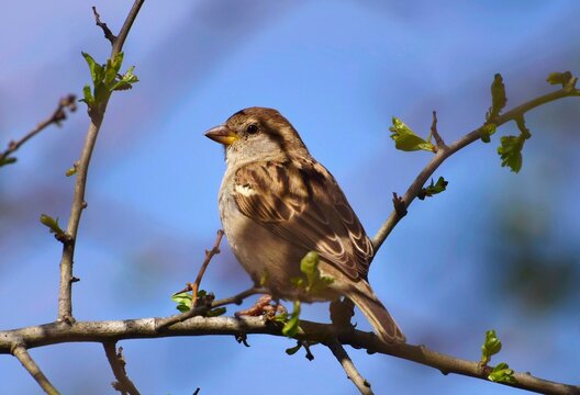 Sparrow Bird Standing On A Branch, Blue Sky Background