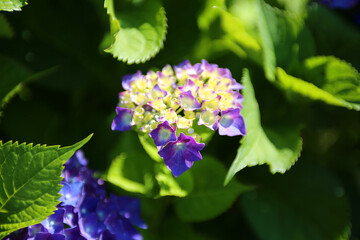 hydrangea, full bloom of hydrangeas