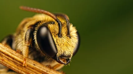 Foto auf Acrylglas Biene Testbiene