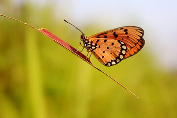 butterfly on the grass