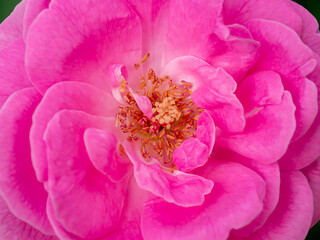 Close up pollen and petal of Damask Rose flower background.