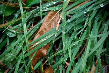 Autumn grass covered with drops of november rain. Autumn mood.