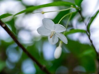 Close up white flowers are fragrant