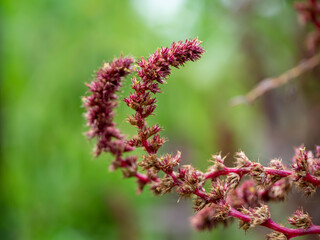 Close up Red Amaranth flower with blur background.
