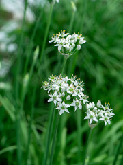 Close up Chinese Chive flower with blur background.