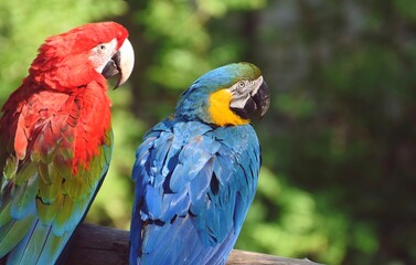 Fototapeta na wymiar Two ara parrots sitting on branch, rear view, close-up